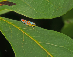Graphocephala coccinea