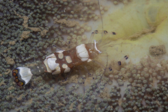 Stichodactyla haddoni