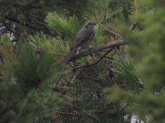 Hypsipetes amaurotis