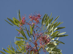 Grevillea heliosperma