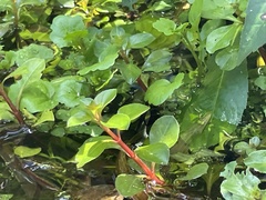 Ludwigia repens