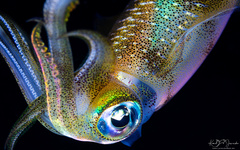 Sepioteuthis lessoniana
