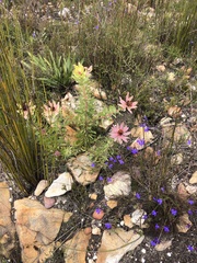 Leucadendron tinctum
