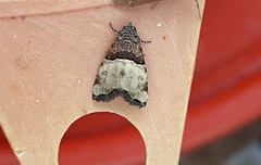Cobubatha dividua