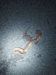 Pantherophis guttatus