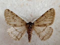 Phigalia pilosaria