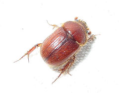 Ochodaeus