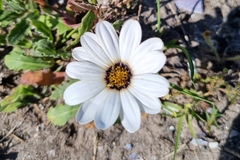 Dimorphotheca pluvialis