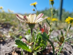 Dimorphotheca pluvialis