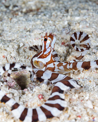 Wunderpus photogenicus