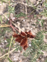 Galegeae