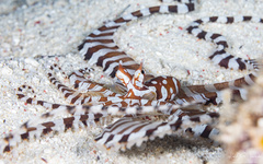 Wunderpus photogenicus