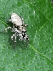 Salticus scenicus