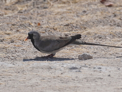 Oena capensis capensis
