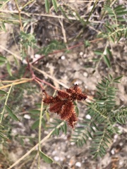 Galegeae