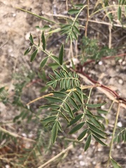 Galegeae