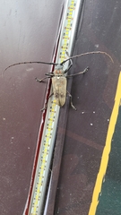Batocera rufomaculata