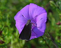 Asbolis capucinus