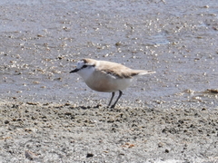 Charadrius marginatus