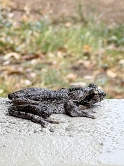 Chiromantis xerampelina