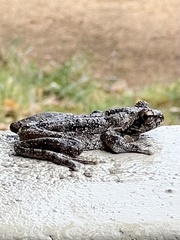 Chiromantis xerampelina