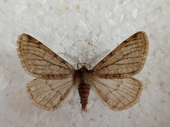 Phigalia pilosaria