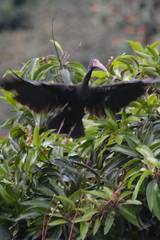 Phimosus infuscatus berlepschi