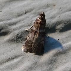 Sciota uvinella