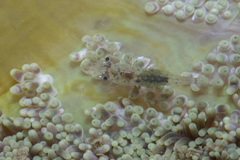 Periclimenes obscurus