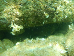 Epinephelus marginatus