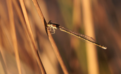 Ischnura aurora