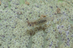 Periclimenes obscurus