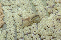 Periclimenes obscurus