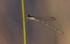 Austrolestes psyche