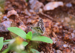 Spialia galba