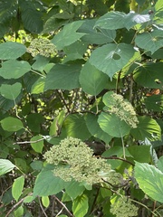 Hydrangea arborescens