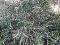 Melaleuca paludicola