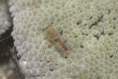 Periclimenes obscurus