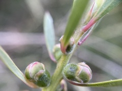 Melaleuca paludicola