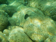 Epinephelus marginatus