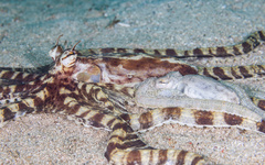 Thaumoctopus mimicus