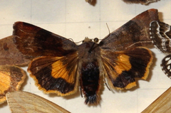 Noctua janthina