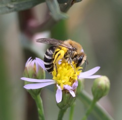 Colletes halophilus