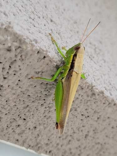 Photo of Chinese rice grasshopper (Oxya chinensis)
