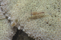 Periclimenes obscurus