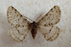 Phigalia pilosaria