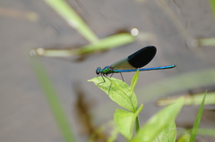 Calopteryx xanthostoma