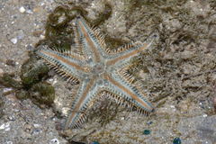 Astropecten indicus