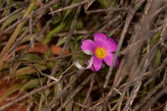 Calandrinia