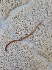 Caenoplana